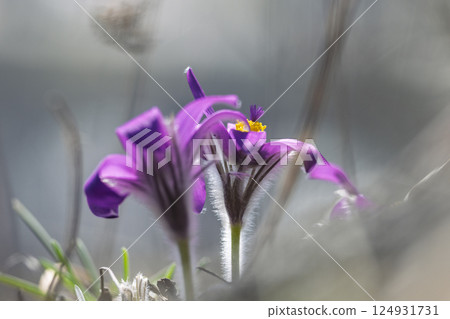 Pulsatilla grandis, the greater pasque flower. Macro shot reveals the delicate beauty of purple pasqueflower blossoms, their forms softened by the blurred, gentle background. 124931731