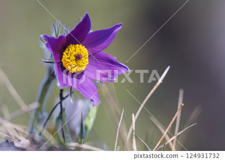 Pulsatilla grandis, the greater pasque flower. Vibrant purple flower with a yellow center, surrounded by soft, blurred greenery, showcasing nature's delicate beauty. 124931732