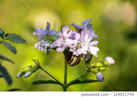 Delicate phlox flowers blooming in soft light, a small snail nestled amidst the blossoms, adding a touch of nature's whimsy. 124931734