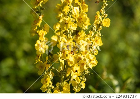 Bees pollinate the vibrant yellow blossoms of a towering flower stalk, set against a soft, blurred green backdrop in this image. 124931737