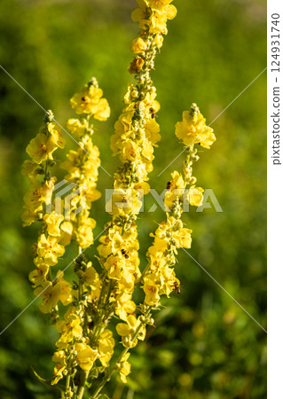 Tall stalks of vibrant yellow flowers stand against a soft green backdrop, showcasing the beauty of nature's artistry and pollinator activity. Tall stalks of vibrant yellow flowers stand against a soft green backdrop, showcasing the beauty of nature's artistry and pollinator activity. 124931740