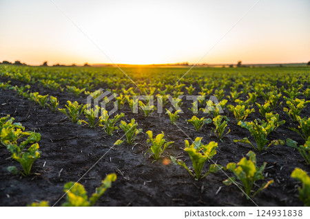 Beetroot plants growing in the field, plantation. Cultivation of the sugar beet. 124931838
