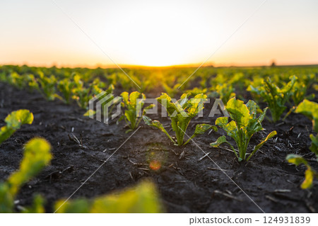 Close up Beetroot plants growing in the vegetable garden, field, plantation in a sunset. Beetroot leaf in farming and harvesting. Cultivation of the sugar beet. 124931839