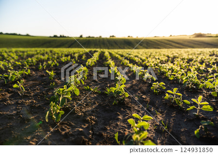 Young soybean sprouts planted in neat rows. Rows of Soybean plants. Landscape view of a young soy field. 124931850