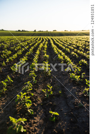 Young soybean sprouts planted in neat rows. Soy seedling. Agriculture. 124931851