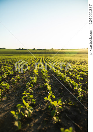 Rows of Soybean plants. Landscape view of a young soy field. 124931887