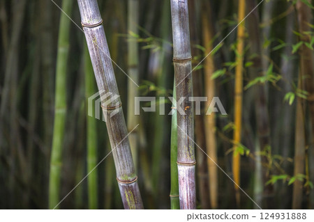 The Historical Botanical Garden La Concepcion in Malaga city at Andalusia, Spain, Europe. Close-up of bamboo stalks, showing texture and color variations. A serene natural scene. 124931888