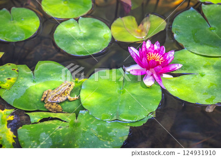 The Historical Botanical Garden La Concepcion in Malaga city at Andalusia, Spain, Europe. Frog and water lily on lily pads in a tranquil pond. Serene nature scene. 124931910
