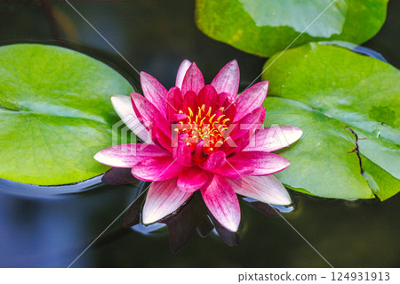 The Historical Botanical Garden La Concepcion in Malaga city at Andalusia, Spain, Europe. Pink water lily in bloom, serene and beautiful. Floating gently on dark water, surrounded by lily pads. 124931913