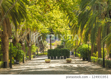 The Historical Botanical Garden La Concepcion in Malaga city at Andalusia, Spain, Europe. Sunlit park path lined with palm trees and benches, creating a tranquil and inviting atmosphere. 124931951