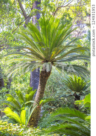 The Historical Botanical Garden La Concepcion in Malaga city at Andalusia, Spain, Europe. Lush Cycad in a Tropical Garden. Sunlight filters through the leaves, creating a vibrant, natural scene. 124931953