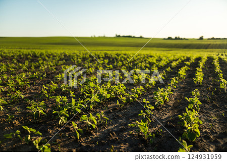 Green young soybean plants growing in a soil on a field. Agricultural scene, landscape. 124931959
