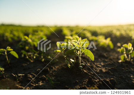 Close-up of young soybean sprouts grow in the field. Cultivation of soy bean plants. Small green soybean plants. 124931961