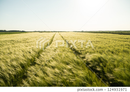 Landscape of Unripe green Barley field in a daytime with a blue sky. Barley sprout, seedling. Agriculture. 124931971