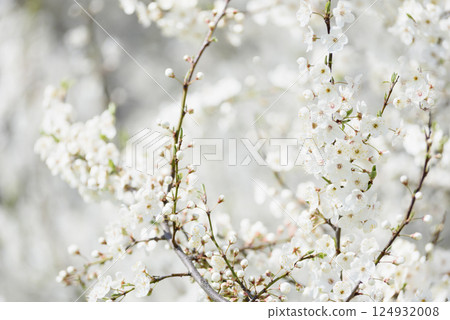 White cherry blossoms in full bloom on a branch with soft sunlight and blurred background creating a gentle spring atmosphere 124932008