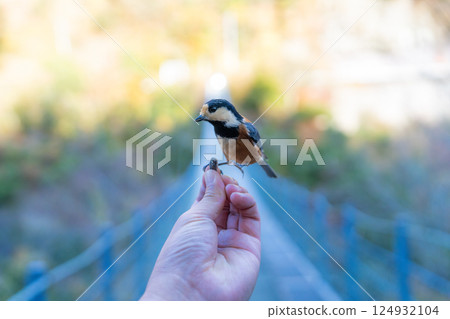 [Ryugu Cliff Park] Varied tit on the hand [Suspension bridge] 124932104