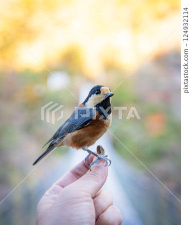 [Ryugu Cliff Park] Varied tit on the hand [Suspension bridge] 124932114