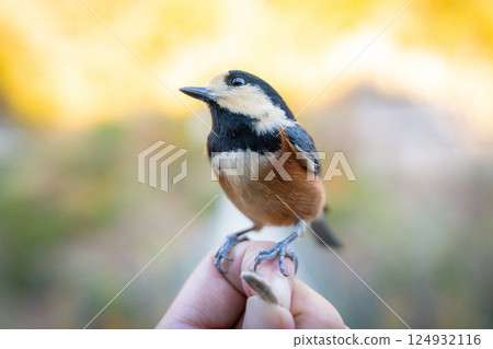 [Ryugu Cliff Park] Varied tit on the hand [Suspension bridge] 124932116
