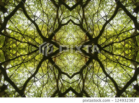 Budding leaf reflections kaleidoscope background 124932367