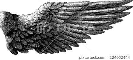 Vintage engraving of bird wing with detailed feathers in black and white 124932444