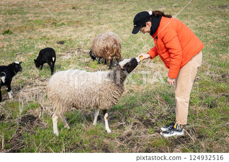 A young woman in an orange jacket feeds treats to a fluffy sheep in a grassy field, other sheep and lambs nearby A young woman in an orange jacket feeds treats to a fluffy sheep in a grassy field, other sheep and lambs nearby 124932516