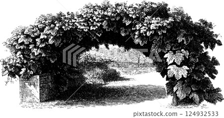 Lush grape vine arbor with brick supports and shaded path drawing Lush grape vine arbor with brick supports and shaded path drawing 124932533