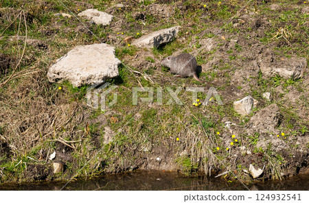 A nutria, also known as a coypu, forages near a waterway, amidst rocks and sparse vegetation 124932541