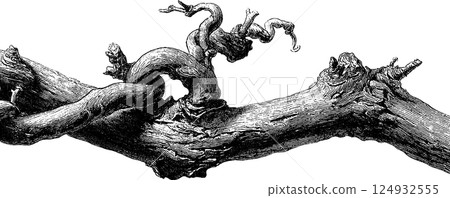 Intricate engraving of a gnarled tree branch with twisted bark and knots Intricate engraving of a gnarled tree branch with twisted bark and knots 124932555