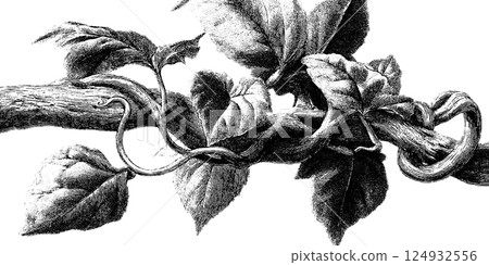 Detailed vintage botanical illustration of twisting vine with leaves Detailed vintage botanical illustration of twisting vine with leaves 124932556