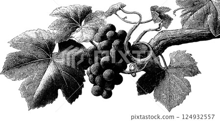 Vintage engraving of grapes on vine with detailed leaves and tendrils 124932557