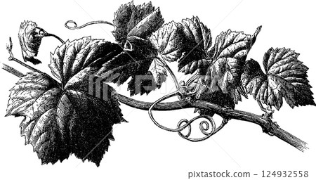 Detailed vintage grapevine illustration with leaves and tendrils Detailed vintage grapevine illustration with leaves and tendrils 124932558