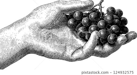 Vintage engraving of hand holding bunch of grapes Vintage engraving of hand holding bunch of grapes 124932575