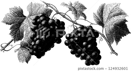 Vintage engraving of grape vines with leaves and clusters in black and white 124932601