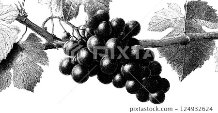 Vintage engraving of grapevine with detailed leaves and bunch of grapes 124932624