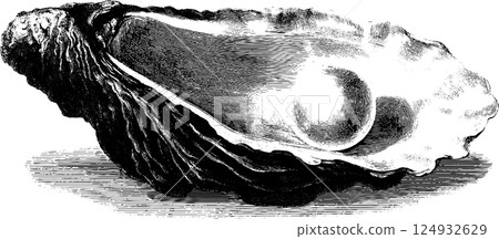 Detailed vintage engraving of oyster shell with pearl Detailed vintage engraving of oyster shell with pearl 124932629