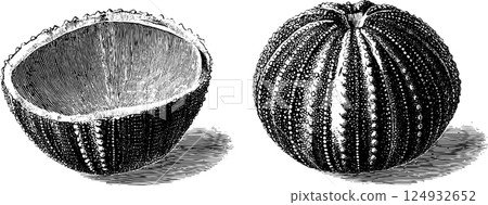 Intricate vintage sea urchin shell illustrations in black and white 124932652
