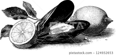 Vintage mussels and lemons illustration: detailed black and white engraving 124932653