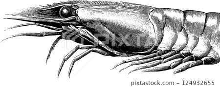 Detailed black and white engraving of a shrimp with intricate textures Detailed black and white engraving of a shrimp with intricate textures 124932655