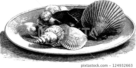 Vintage engraving: assorted sea shells on plate Vintage engraving: assorted sea shells on plate 124932663