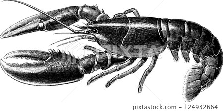 Detailed vintage illustration of a lobster with claws and antennae Detailed vintage illustration of a lobster with claws and antennae 124932664