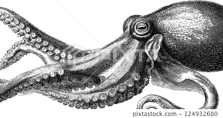Intricate vintage octopus illustration with detailed tentacles and textured skin 124932680