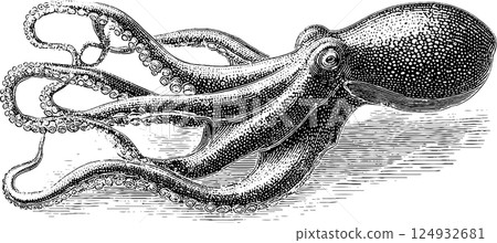 Vintage black and white octopus drawing with detailed tentacles 124932681