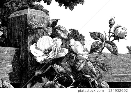 Intricate black and white engraving of roses on a wooden fence 124932692