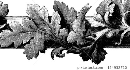 Intricate vintage botanical illustration of ornate oak leaves in black and white 124932710