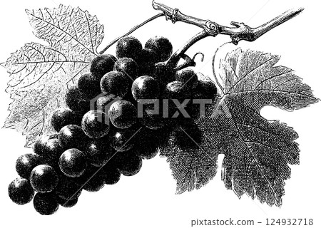 Vintage illustration of grape cluster and leaves in black and white Vintage illustration of grape cluster and leaves in black and white 124932718