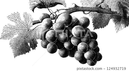 Vintage botanical engraving of grapes on vine with detailed leaves Vintage botanical engraving of grapes on vine with detailed leaves 124932719