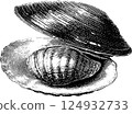 Intricate black and white illustrations of opened clam shells 124932733