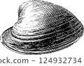 Detailed black and white engraving of a clam shell with textured lines 124932734