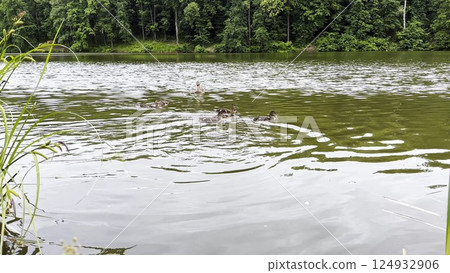 Mallard with ducklings floating in the lake at summer day. Mother duck with brood swimming at pond. Birds family in the nature habitat. Concept of animal wildlife. Close up Slow mo 124932906