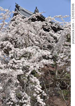 Cherry blossoms and the mountain gate of Konkai-Komyoji Temple (Sakyo Ward, Kyoto City) Cherry blossoms and the mountain gate of Konkai-Komyoji Temple (Sakyo Ward, Kyoto City) 124933046